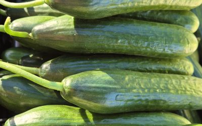 What’s at the Mansfield Farmers’ Market this Saturday 8 August 2026
