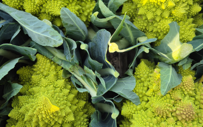 Autumn at the Market – May 2026